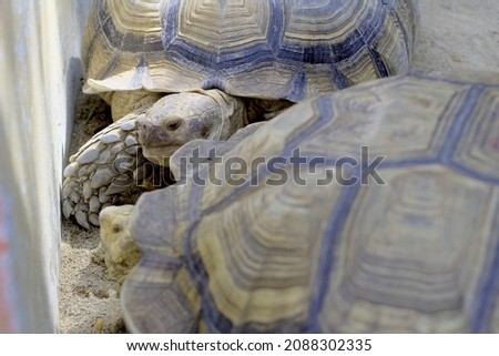 Turtles rest and slothful behavior on sunny day. 