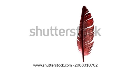 red feathers on a white background,Beautiful datk red feather isolated on white background 