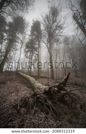 Winter dark creepy cold forest woods landscape photos with majestic trees and fog in foggy atmosphere as a fantasy painting and foliage Royalty-Free Stock Photo #2088312319