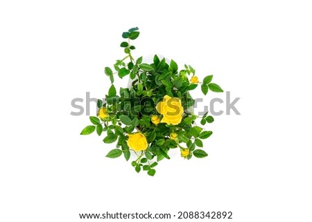 Top view on beautiful small bush of yellow roses in a pot isolated on white background. Home plants and gardening concept. Royalty-Free Stock Photo #2088342892