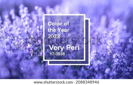 Lavender flowers in the color of the year. Color of the year 2022 Very Peri. Pantone color 2022.