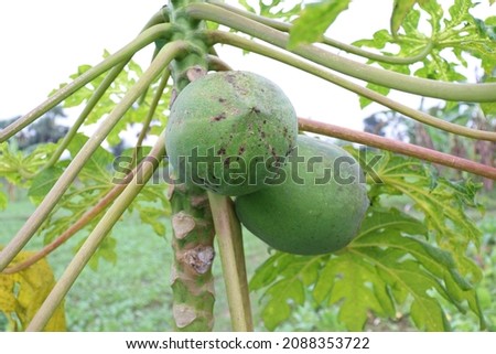 green colored papaya stock on tree in farm for harvest