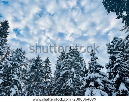 Winter landscape. Green pine trees covered with snow against a blue sky. High quality photo