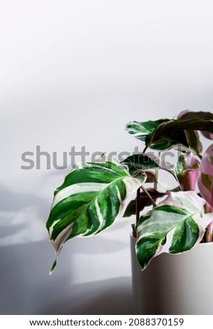 Closeup of tropical Calathea Fusion White Prayer plant, Calathea leitzei. It has exotic, white and green variegated leaves and lush pinkish purple underside. Isolated on white background, text space. 