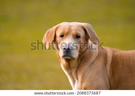 Lovely brown or ginger labrador female dog pictured outdoors.