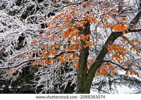Winter Landscape - view of the leaves after the heavy snowfall