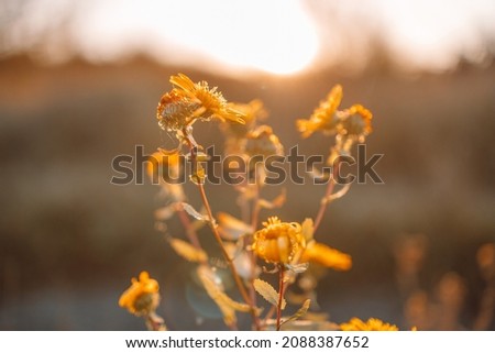 Beautiful nature background with dry wildflower plant in the field on warm golden hour sunset or sunrise time. Selective focus. Close up