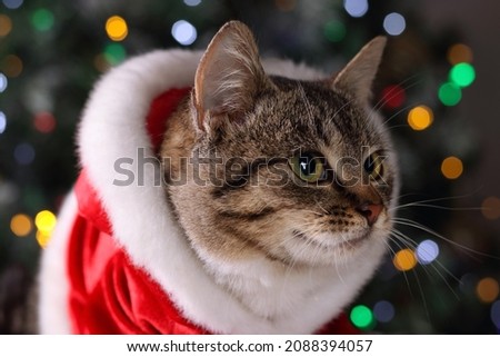 Cat in Santa Claus clothes. Kitten close up. Cat with green eyes on the background of Christmas tree and Christmas lights. Pet care concept. Santa Claus kitten. Happy New Year. Tabby. 2022