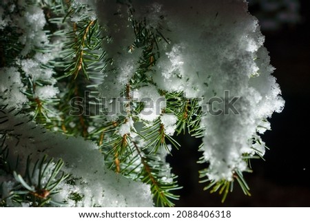 snowy twigs of a coniferous tree in December with fresh new snow at night under artificial lighting