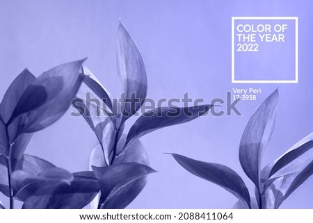 Color of the year 2022. Ruscus flower on soft violet blue background. An ideal backplate for natural and organic products presentation. Leaves in monochrome backdrop. Front view Royalty-Free Stock Photo #2088411064