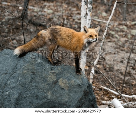 Red fox close-up standing on a big rock and looking at camera with a blur forest background in its environment and habitat. Fox Image. Picture. Portrait.