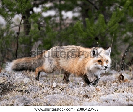 Red fox running on white moss  in the spring season displaying fox tail, fur, in its environment and habitat with a blur forest background. Fox Image. Picture. Portrait. Photo.