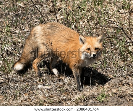 Red fox close-up profile view in the spring season looking at camera and displaying fox tail, fur, in its environment and habitat with a blur foliage background. Fox Image. Picture. Portrait. Photo.