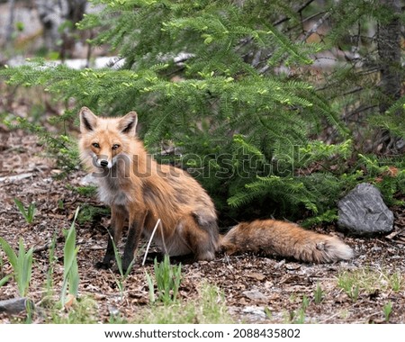 Red Fox close-up profile view sitting in the springtime with coniferous tree background and rock and looking at camera in its environment and habitat. Fox Image. Picture. Portrait.