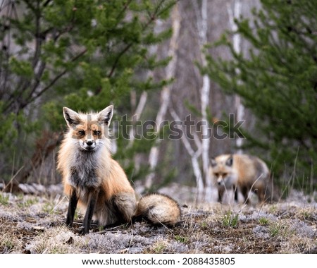 Red Fox close-up profile view sitting and looking at camera with a blur fox and forest background in its environment and habitat. Fox Image. Picture. Portrait.