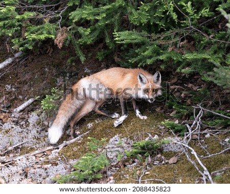 Red fox close-up profile view in the springtime displaying fox tail, fur, in its environment and habitat with a background and moss and foliage on ground. Fox Image. Picture. Portrait. Photo.