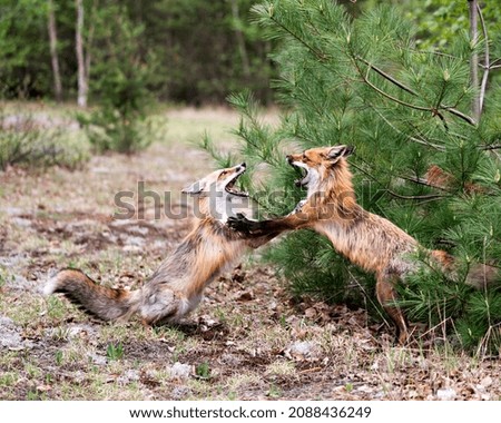 Foxes trotting, playing, fighting, revelry, interacting with a behaviour of conflict in their environment and habitat with a pine branches tree background in the springtime. Fox Image. Picture. 