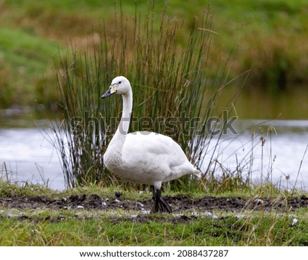 Tundra Swan close-up profile view by the water and displaying white angel plumage in its environment and habitat surrounding with a blur foliage background. 