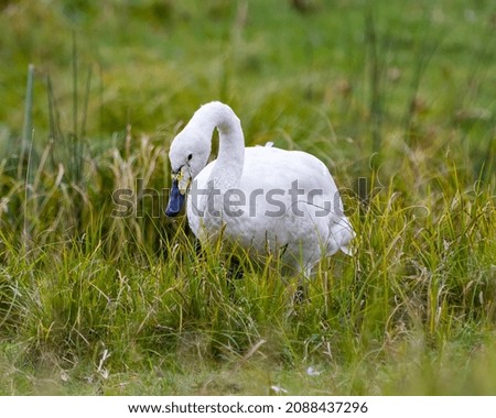 Tundra Swan close-up profile view standing on long grass and displaying white angel plumage in its environment and habitat surrounding with a blur green background.. 