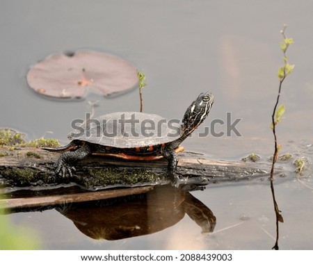 Turtle resting on a log with reflection with a lily water pad background in its environment and habitat surrounding. Painted Turtle Photo and Image.