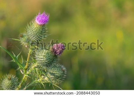 Close up of the flower head on a common thistle (cirsium vulgare) plant