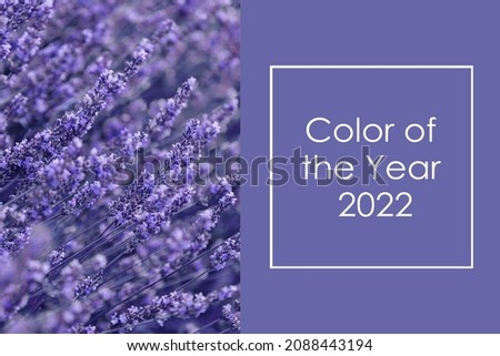 Color of the Year 2022 Very Peri. Creative design for trendy color illustration. Beautiful image of Lavender flowers. Royalty-Free Stock Photo #2088443194