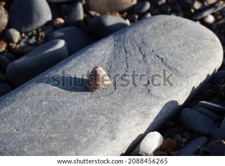 welk top shell sea creature shell on a rock beach
