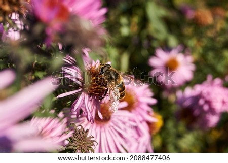 The fly Ilnitsa ordinary (lat. Eristalis tenax) from the subfamily of Eristalinae collects nectar and pollen from the flowers of the perennial aster.