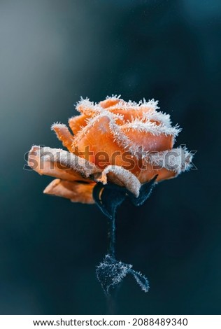 Macro of a single orange frosty rose flower on dark and moody background. Magical dust floating in the air. Shallow depth of field, soft focus, blur. A photo of early first frost Royalty-Free Stock Photo #2088489340