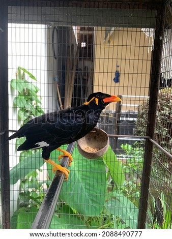 Burung Beo (Gracula). Smart bird who likes to imitate sounds. Parrots have a distinctive plumage color that is jet black and an orange beak.