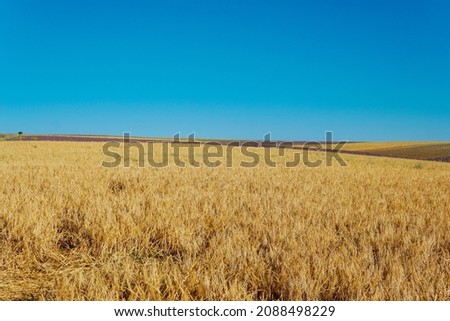 a field of ripe yellow wheat before harvest landscape