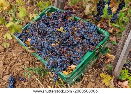 Ripe black or blue syrah wine grapes using for making rose or red wine ready to harvest on vineyards