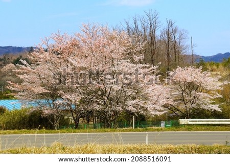 Japanese countryside. Spring scenery with cherry blossoms along the road. Royalty-Free Stock Photo #2088516091