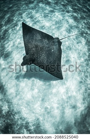 Spotted eagle rays swimming in the ocean