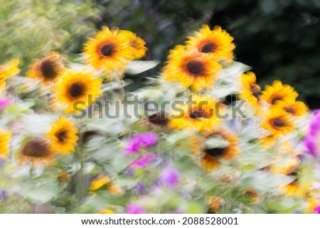 Sunflowers (Helianthus annuus), blurred, Germany