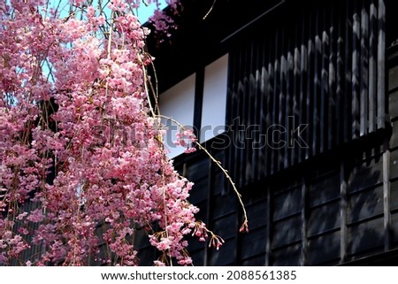 Beautiful scenery unique to Japan with pink cherry blossoms and old Japanese buildings Royalty-Free Stock Photo #2088561385