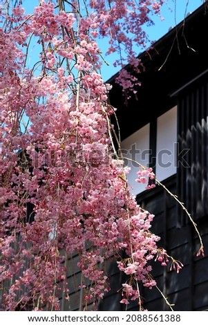 Beautiful scenery unique to Japan with pink cherry blossoms and old Japanese buildings Royalty-Free Stock Photo #2088561388