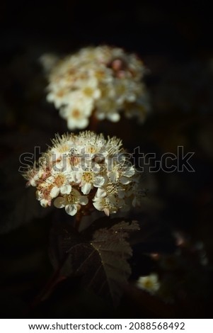 Maroon red leaves and tiny white flowers of a flowering bush in springtime. Stock Photo