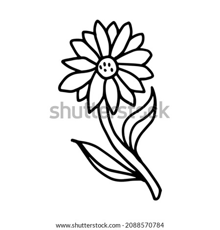 Chamomile in doodle style. Isolated vector.