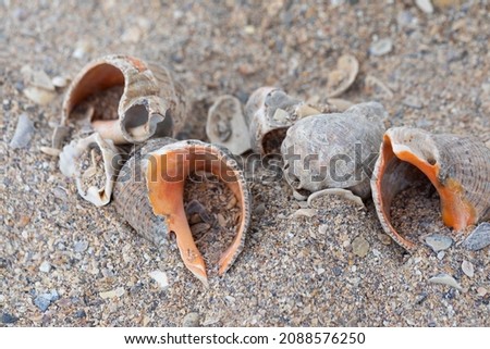 Close up picture of a seashell on a sandy beach