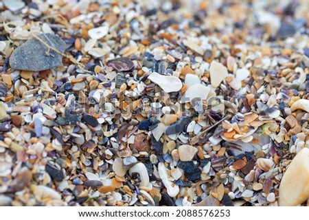 Close up picture of a seashell on a sandy beach