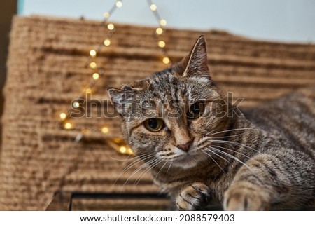 Christmas cat. Portrait striped kitten with Christmas lights garland on festive red background.