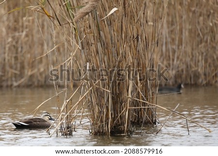 Photo focusing on a bird swimming around a dead water plant
