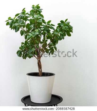 A green ficus potted plat standing on the black table