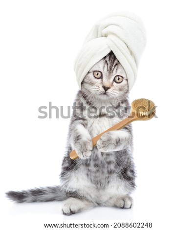 Cute tabby kitten with towel on it head holds bath brush. isolated on white background
