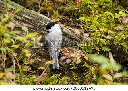 Small Willow tit, Poecile montanus stopping on an old tree trunk during autumn in Estonian boreal forest. Royalty-Free Stock Photo #2088612493