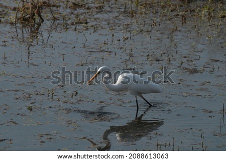 View of greater egret wading through the water for food