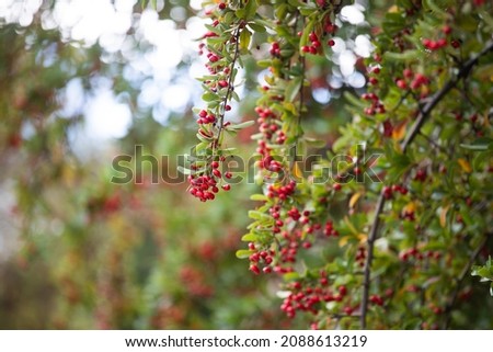 Red berries on rowen tree - closeup photo 