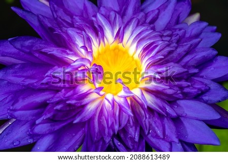 Macro close up purple lotus with yellow pollen symbol zen on nature background. Tropical blooming fresh purple water lily with yellow pollen.