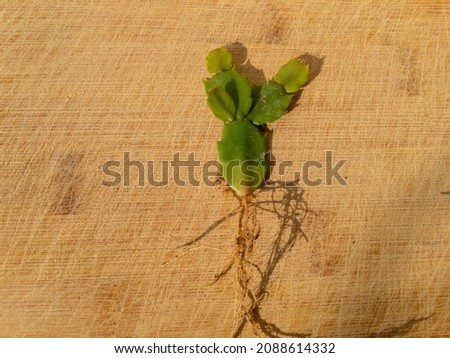 Christmas cactus plant bare roots with wooden background